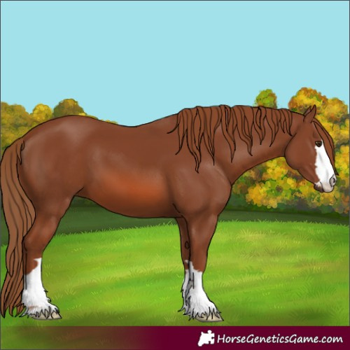Horse Color:Unknown 