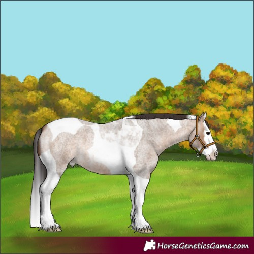 Horse Color:Brown Roan Dun Splash Tobiano 