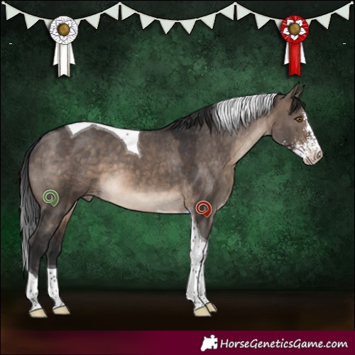 Horse Color:Brown Dun Sabino Tobiano Appaloosa 