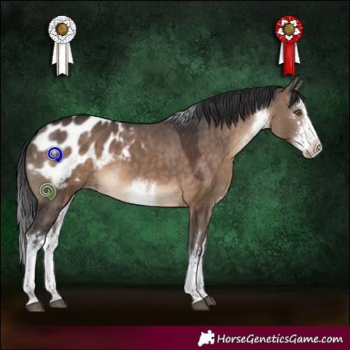 Horse Color:White Spotted Brown Dun Appaloosa 