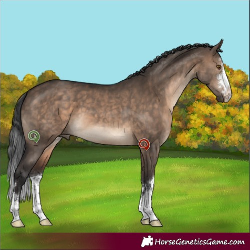 Horse Color:Brown Dun 