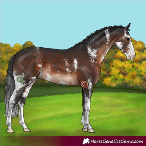 Horse Color:Brown Sabino 