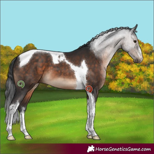 Horse Color:White Spotted Brown Tobiano 
