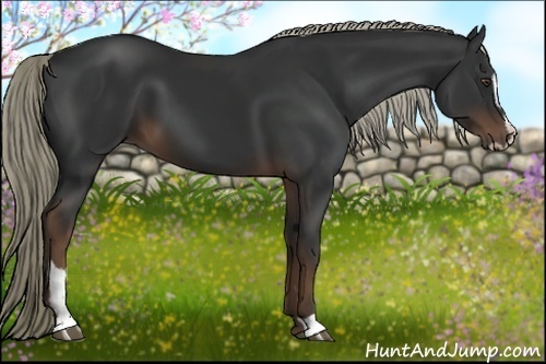 Horse Color:Liver Chestnut Sabino