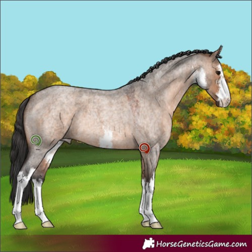 Horse Color:White Spotted Brown Roan Dun 