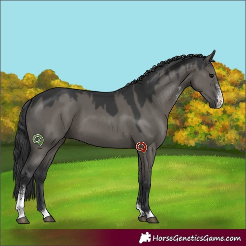 Horse Color:Grullo Sabino 