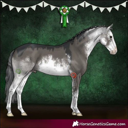 Horse Color:White Spotted Grullo 