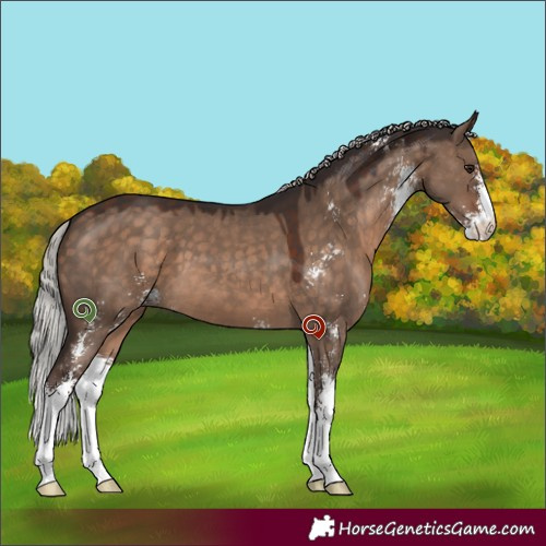 Horse Color:Silver Brown Dun Sabino 