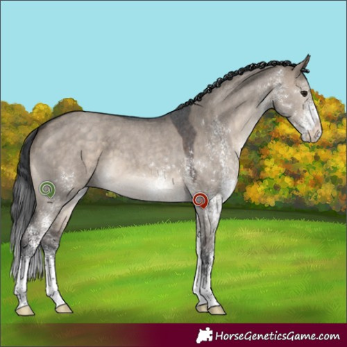 Horse Color:White Spotted Brown Dun 