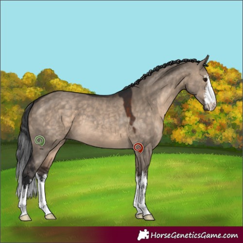 Horse Color:White Spotted Brown Dun 