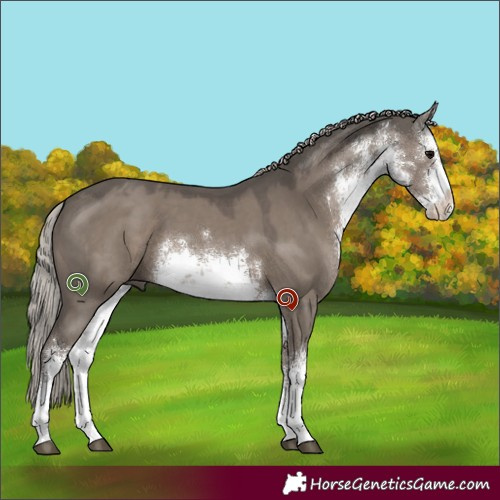 Horse Color:White Spotted Silver Grullo 