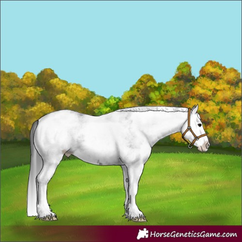 Horse Color:White Spotted Black Splash 