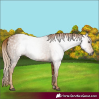 Horse Color:Gray Chestnut 