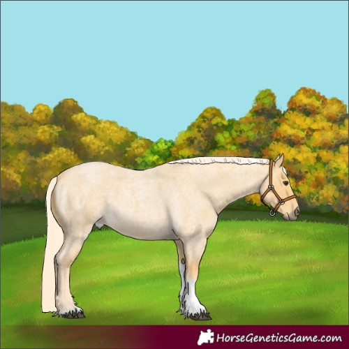 Horse Color:Palomino Roan Tobiano 