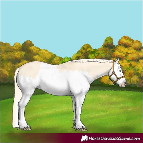 Horse Color:Gold Cream Champagne Dun Splash Rabicano 