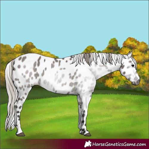 Horse Color:Gray Silver Grullo Leopard 