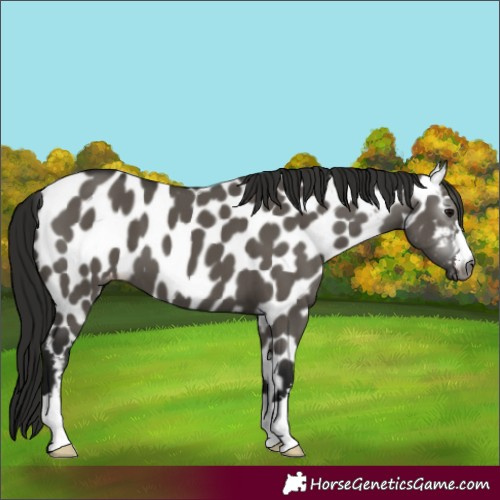 Horse Color:Gray Grullo Appaloosa 