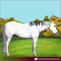 Horse Color:Gray Grullo Fewspot