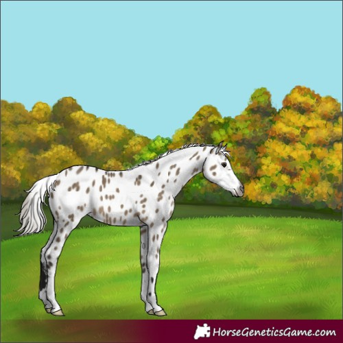 Horse Color:Gray Silver Brown Dun Appaloosa 