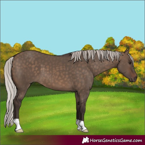 Horse Color:Silver Brown Dun