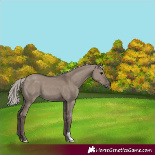 Horse Color:Silver Grullo 