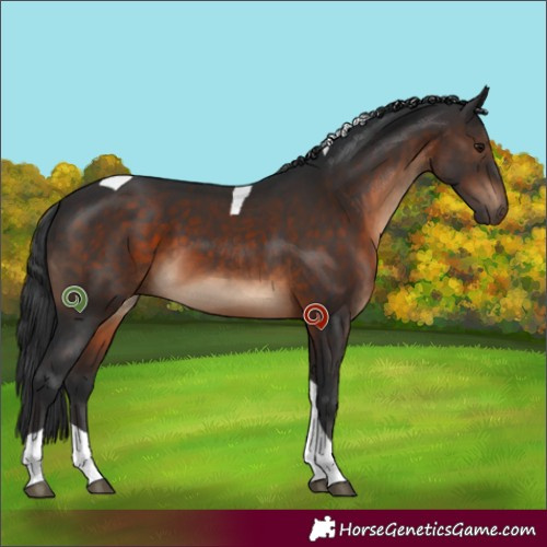 Horse Color:Brown Tobiano 