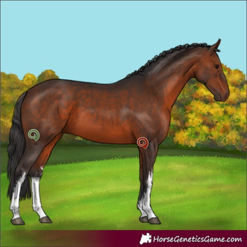 Horse Color:White Spotted Bay 
