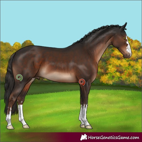 Horse Color:Liver Chestnut 