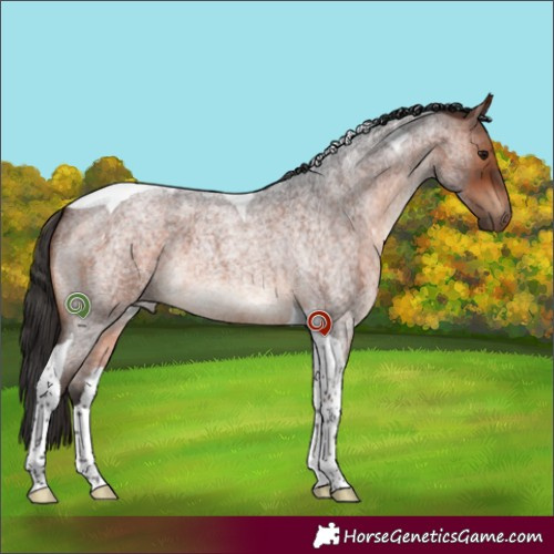 Horse Color:Bay Roan Tobiano 