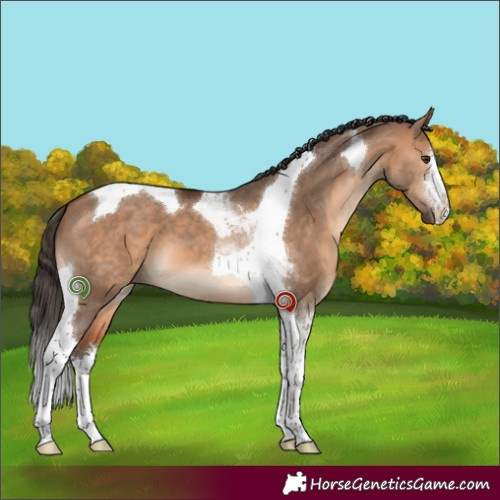 Horse Color:White Spotted Bay Dun Tobiano 