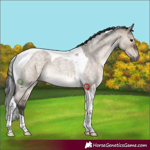 Horse Color:Brown Roan Dun Tobiano 