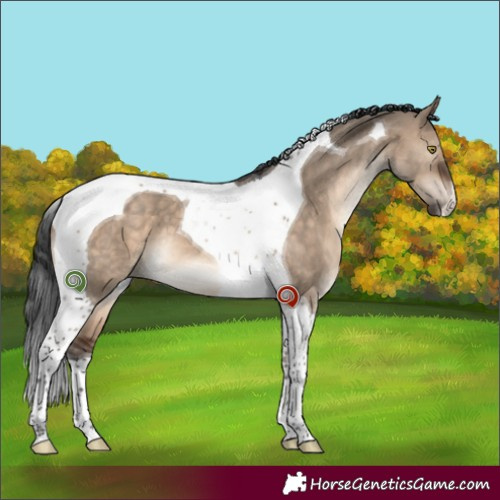 Horse Color:Brown Dun Tobiano 