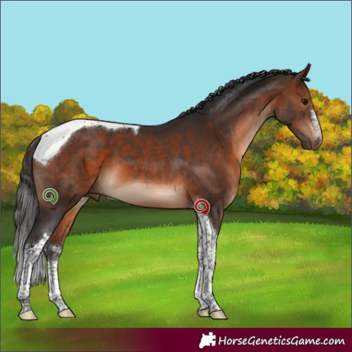 Horse Color:White Spotted Bay Tobiano 