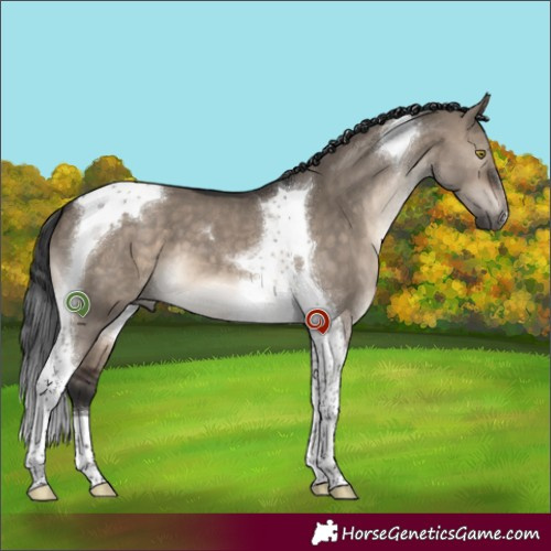 Horse Color:Brown Dun Tobiano 