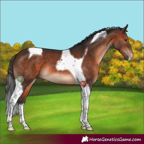 Horse Color:Brown Tobiano 