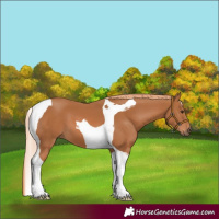 Horse Color:Chestnut Tobiano