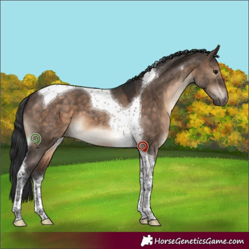 Horse Color:Brown Dun Tobiano 