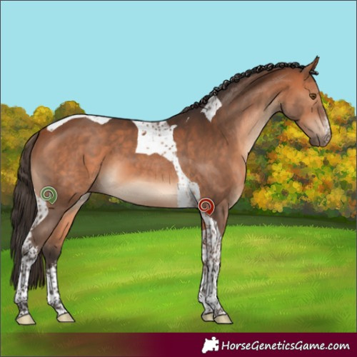 Horse Color:White Spotted Bay Tobiano 