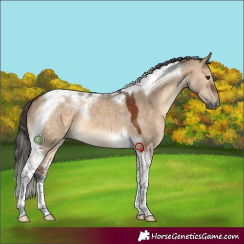 Horse Color:Brown Dun Tobiano 