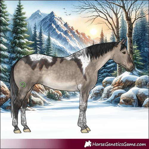 Horse Color:Brown Dun Tobiano 