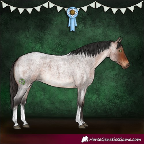 Horse Color:White Spotted Bay Roan 