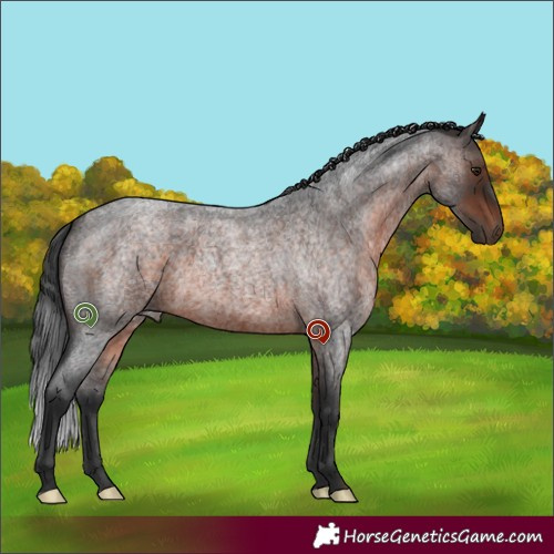 Horse Color:Brown Roan 