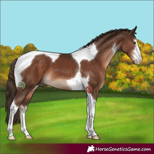 Horse Color:White Spotted Liver Chestnut Tobiano 