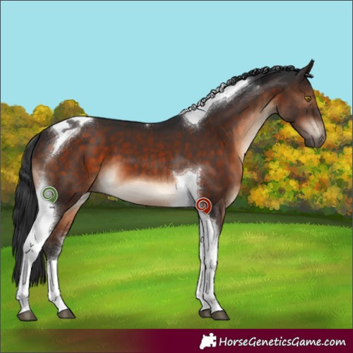 Horse Color:Brown Tobiano 