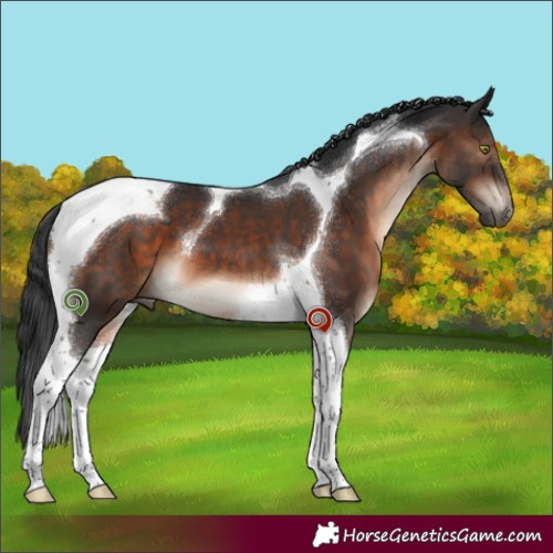 Horse Color:Brown Tobiano 