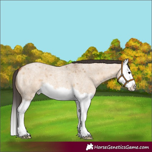 Horse Color:Bay Roan Dun Splash 