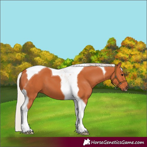 Horse Color:Silver Bay Tobiano 
