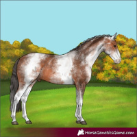 Horse Color:White Spotted Bay Rabicano 