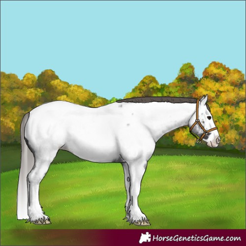 Horse Color:Smoky Blue Roan Splash Appaloosa 