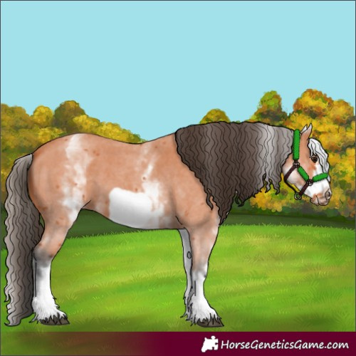 Horse Color:White Spotted Bay Sabino Frame